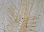 Zamites feneonis BRONGNIART - Bild &copy; FossNet FossilienStore